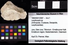 Foto (Objket + Etiketten) von Lecythocaris sp. 